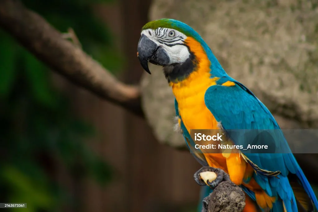 Blue and Gold Macaw Parrot image 2