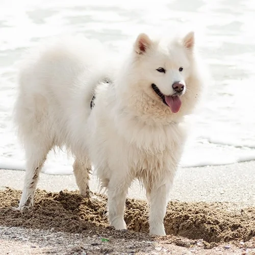 Husky image 2