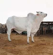 Sibi Bhagnari image 2