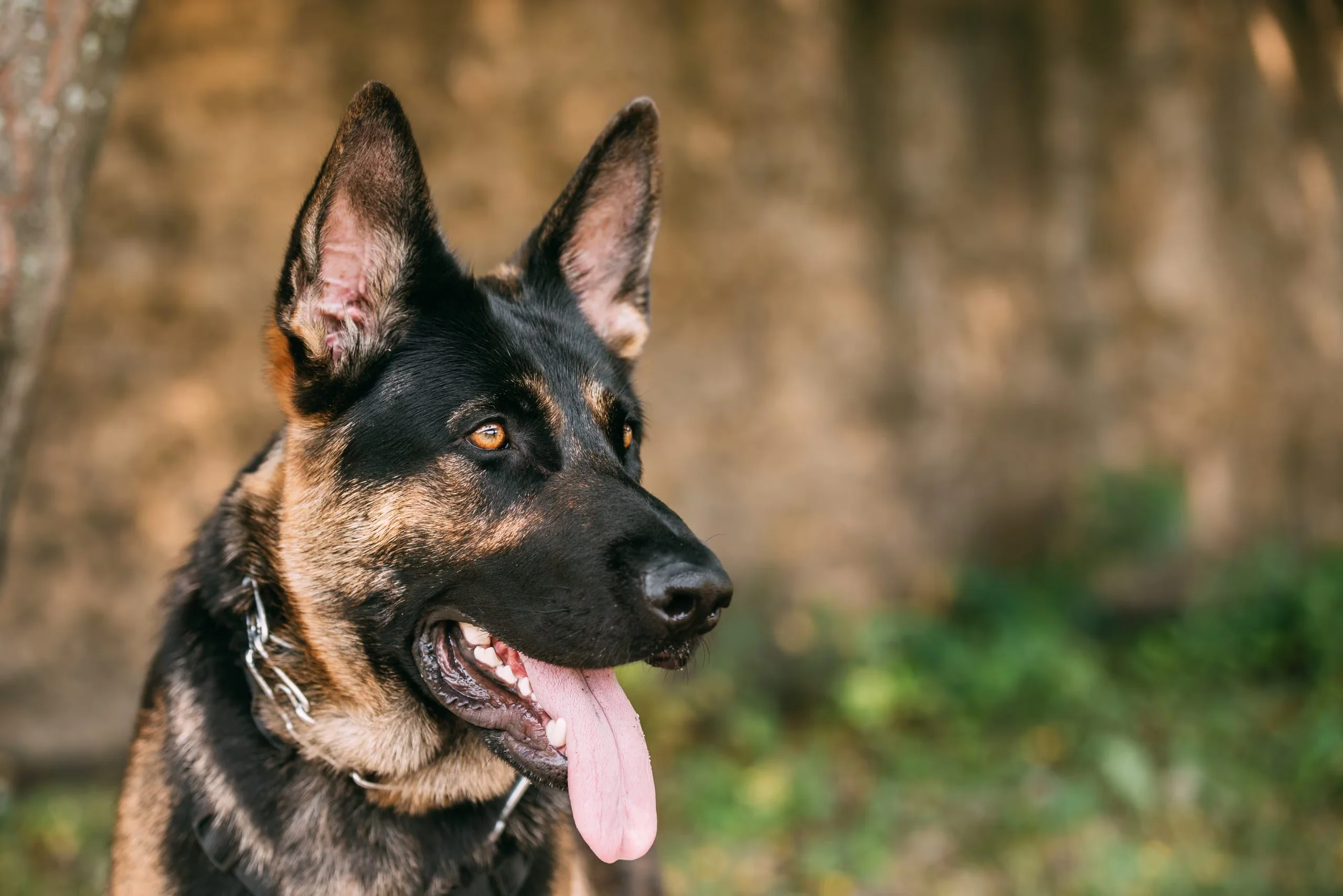 German Shepherd image 2