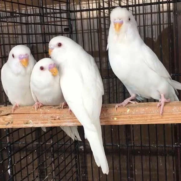 White – Australian Budgies Red Eyes Pair image 1