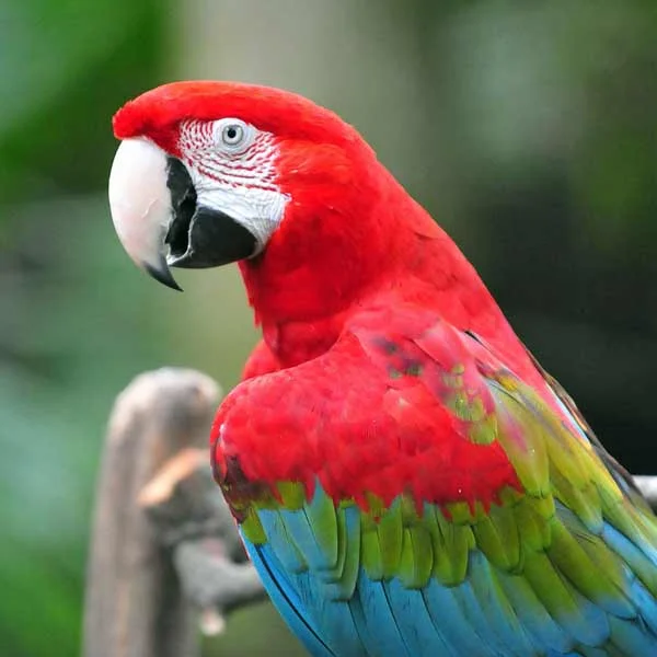 Green Wing Macaw Parrot image 1